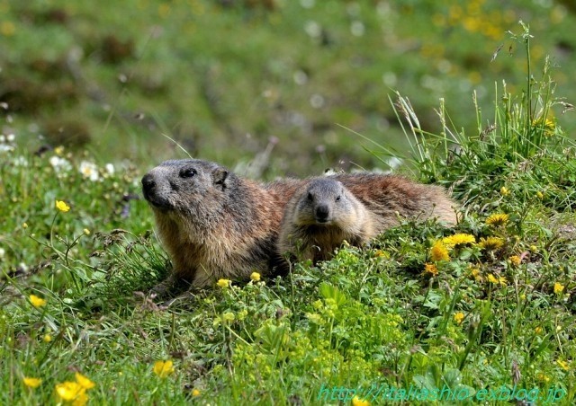 s-s-24 Marmotte curiose_GF.jpg