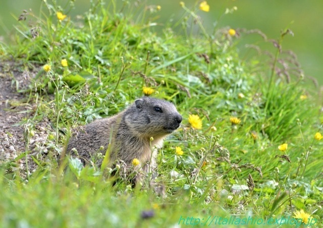 s-s-27 Piccolo di marmotta_GF.jpg